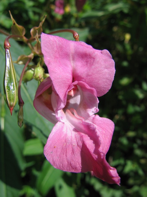 Impatiens glandulifera